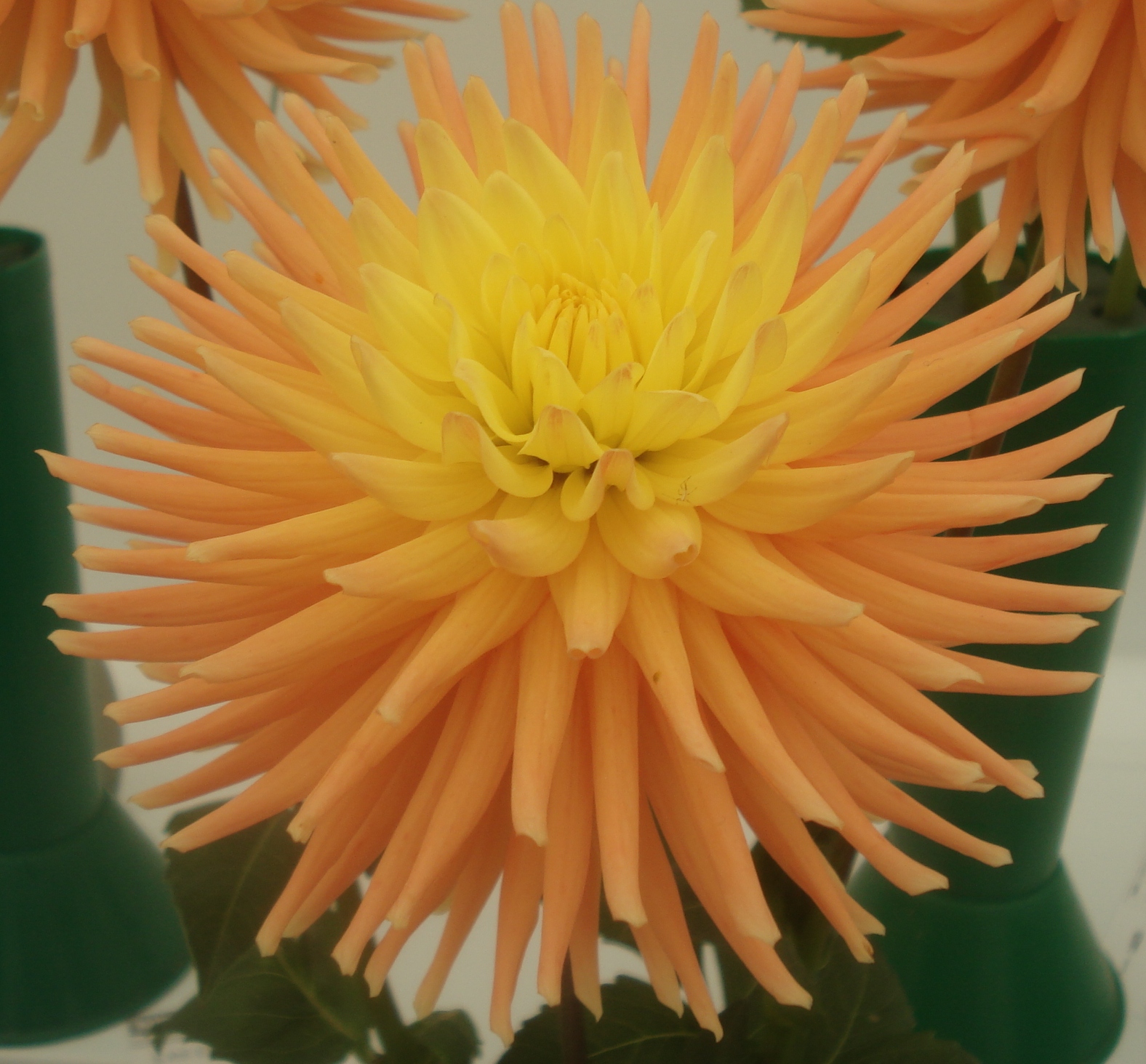 Hillcrest Jersie.jpg (7837 bytes)